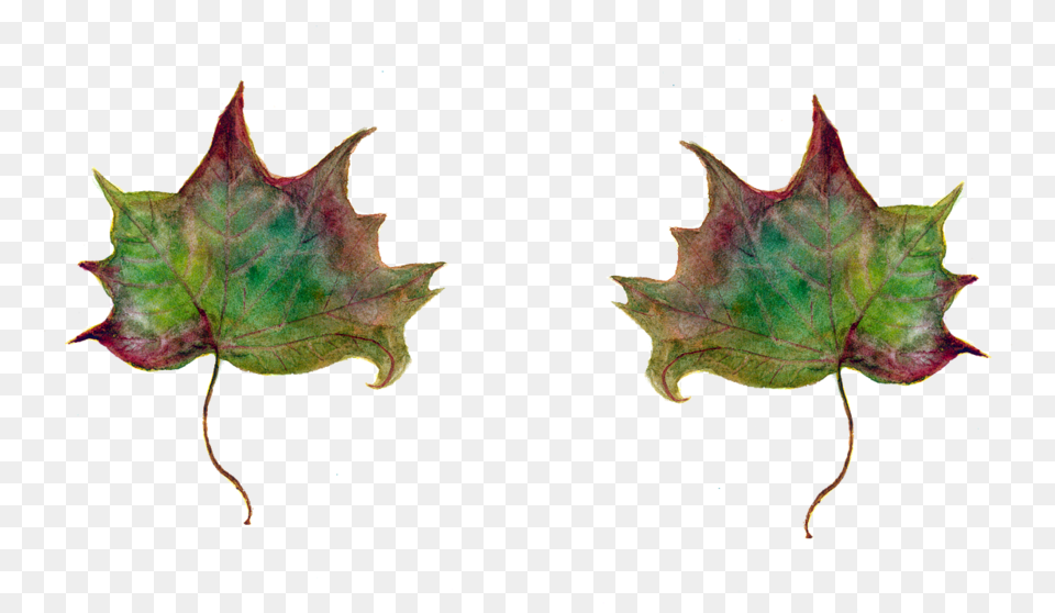 Art In The Park, Leaf, Plant, Tree, Maple Leaf Free Png Download