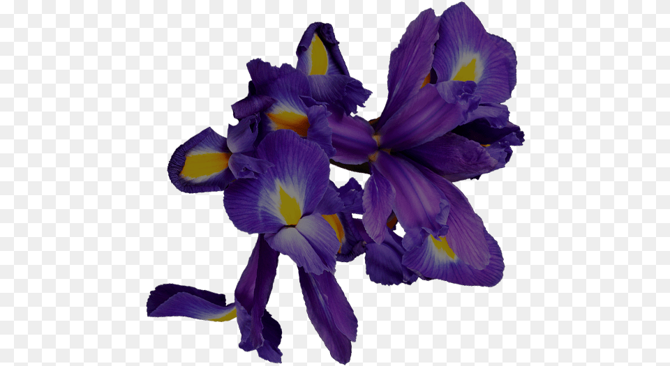 Art Nouveau Water Lily Iris Versicolor, Flower, Plant, Purple, Petal Png