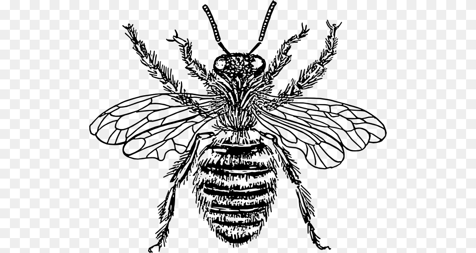 Art On Bees Bee Clip Art, Animal, Insect, Invertebrate, Wasp Png