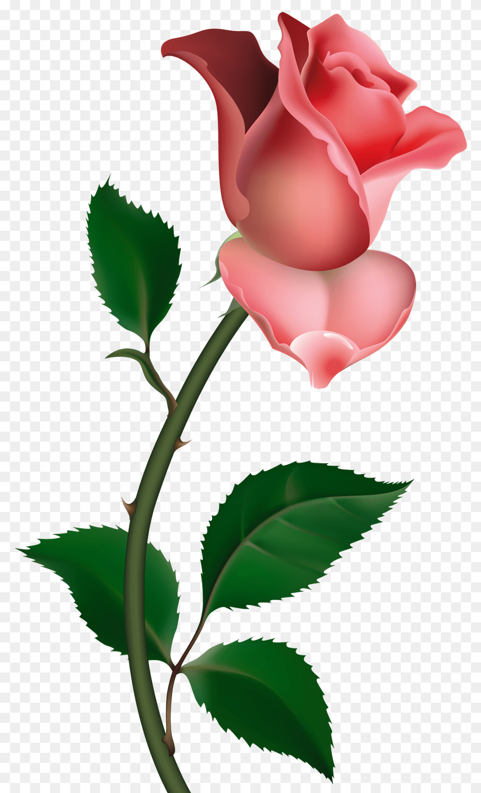 Art Pink Roses Painting, Flower, Plant, Rose, Baby Png