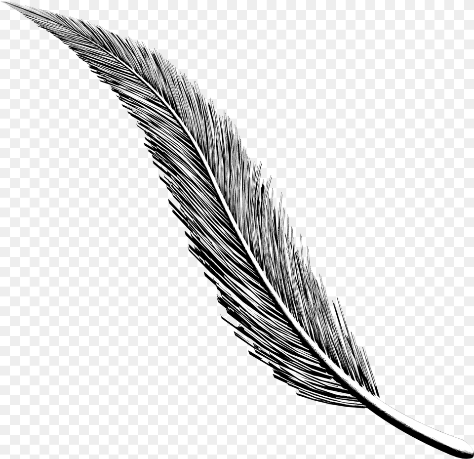 Art Project Diary Working Feather Design For Project, Plant, Reed Png