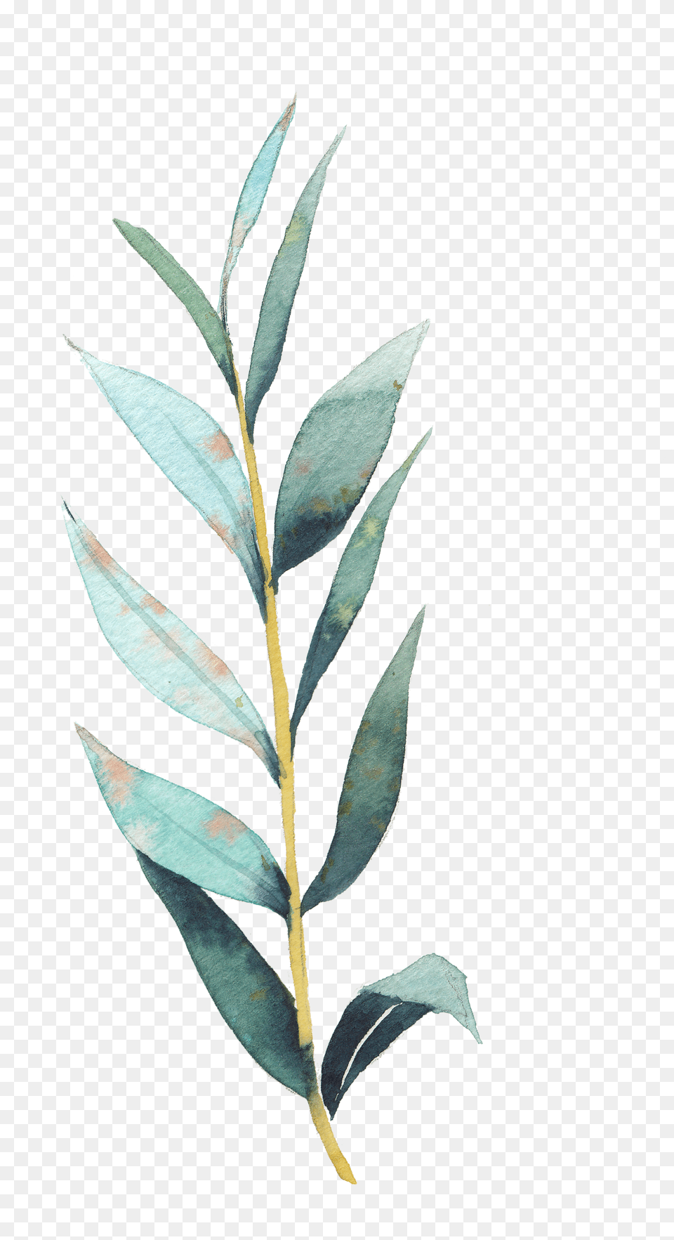 Art Stock Transprent Eucalyptus Leaf Drawing, Herbal, Herbs, Plant, Tree Png Image