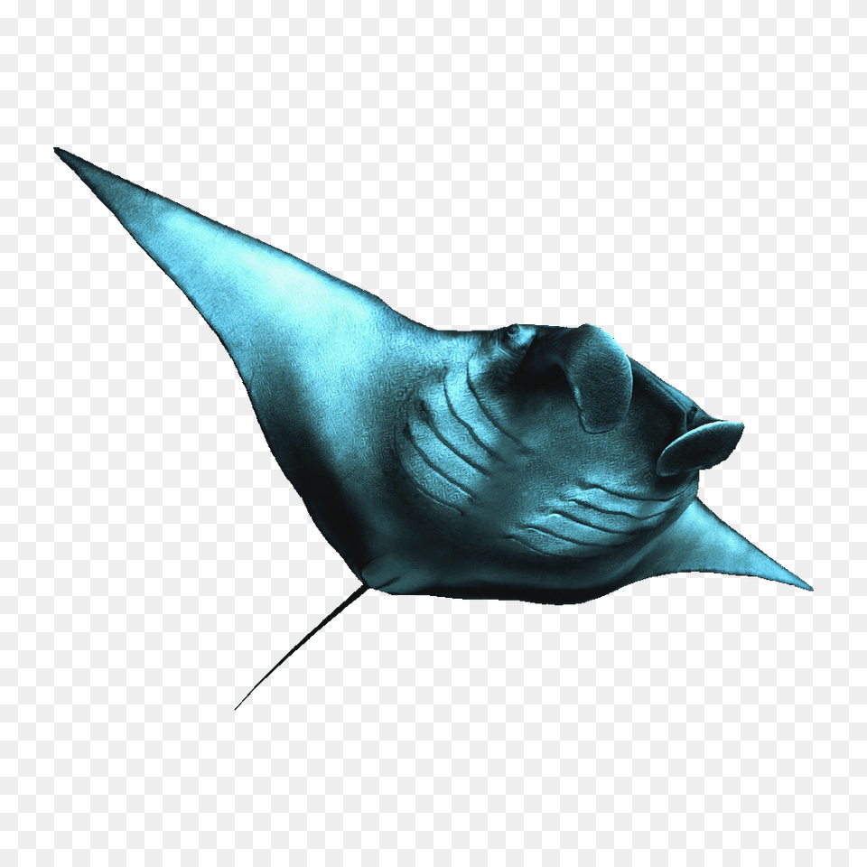 Art Transparent Sting Ray, Animal, Fish, Manta Ray, Sea Life Free Png