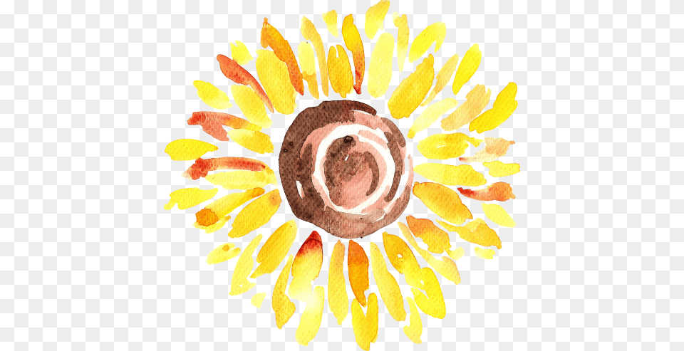 Art Transparent Watercolor Sunflower Chenara Dodge, Flower, Plant, Herbal, Herbs Free Png Download