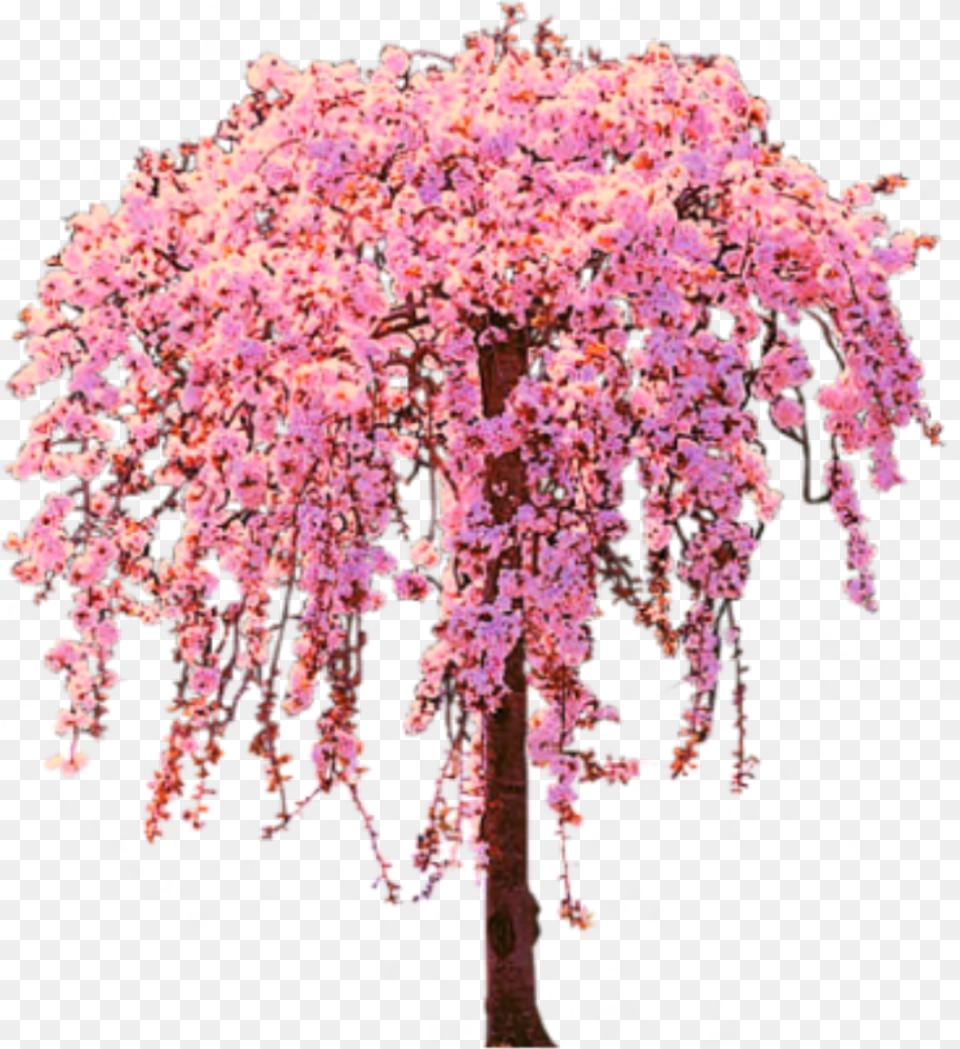 Art Tree Flowers Bloomingtree Stickers Background Cherry Blossom Tree, Cherry Blossom, Flower, Plant, Petal Free Transparent Png