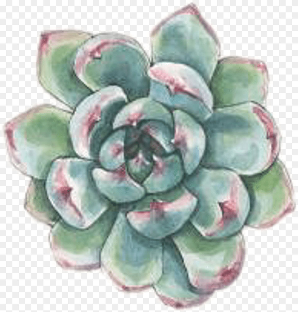 Art Watercolor Succulent Succulents Plant Plants Watercolor Plant Transparent, Dahlia, Flower, Pottery, Accessories Free Png