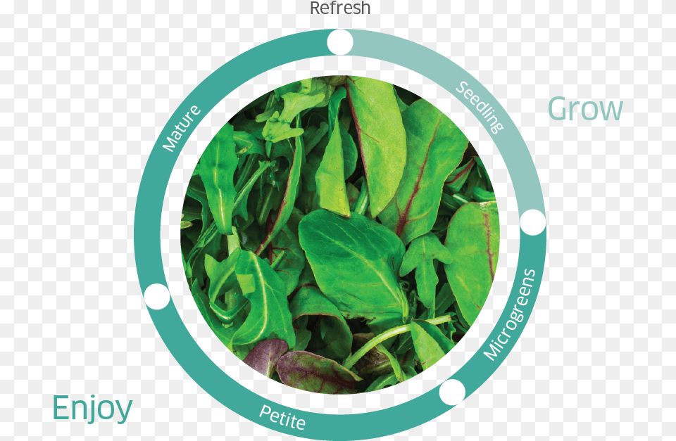 Artboard 2 Copy Portable Network Graphics, Leaf, Plant, Food, Leafy Green Vegetable Png