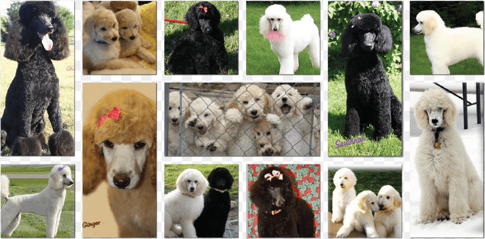 Artboard Standard Poodle, Animal, Pet, Mammal, Dog Free Png