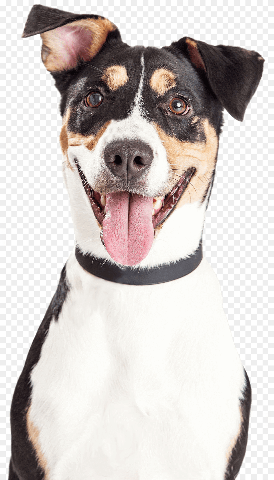 Artculos Para Mascotas Dog And Cat Smiling, Animal, Mammal, Pet, Canine Free Png
