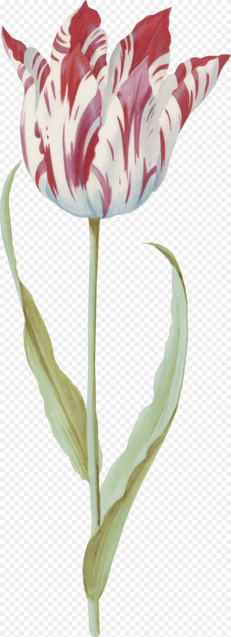 Artcutout Sprenger39s Tulip, Flower, Plant, Art, Painting Free Png