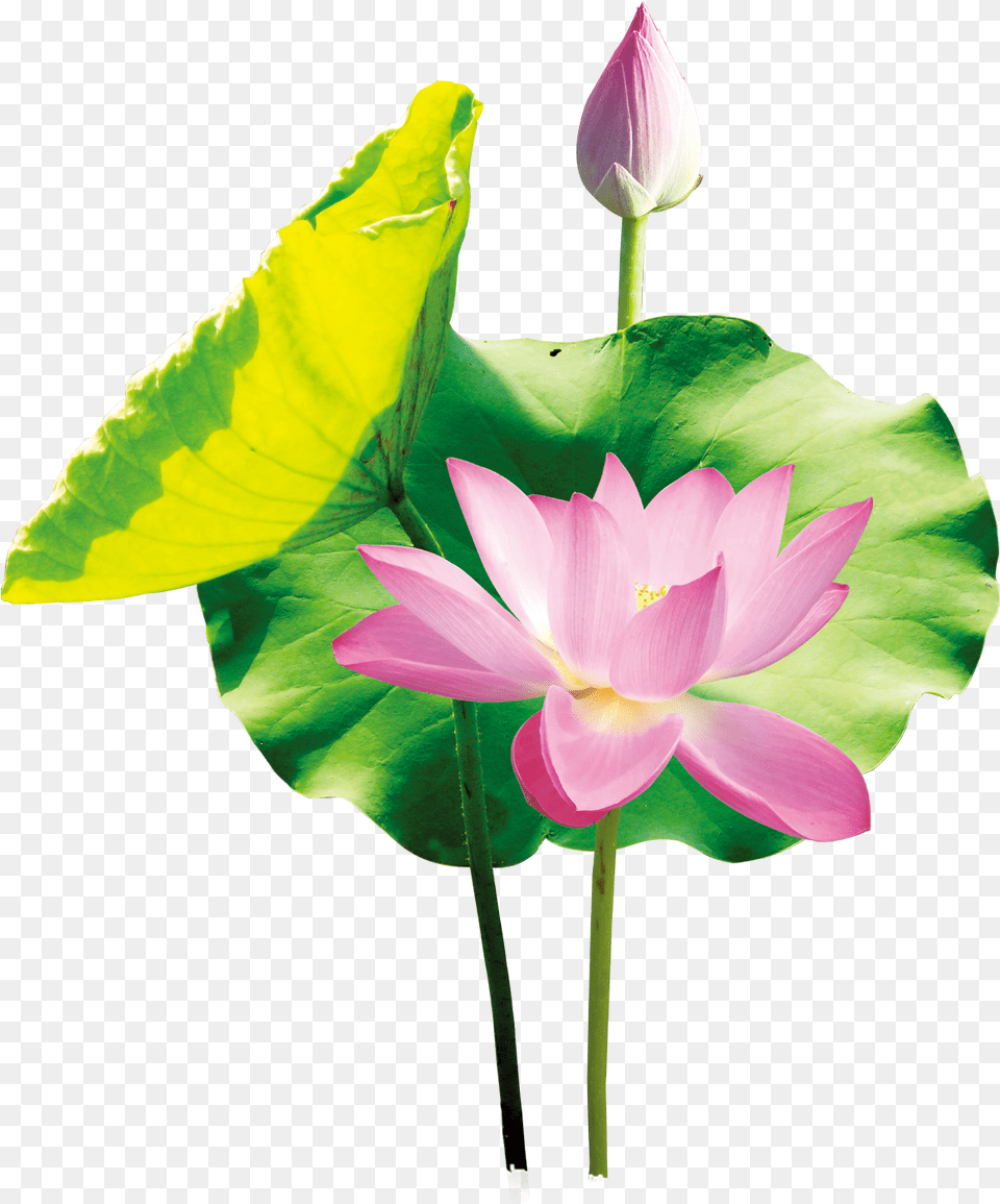 Arte Del Cartel Sacred Lotus, Flower, Plant, Lily, Petal Free Transparent Png