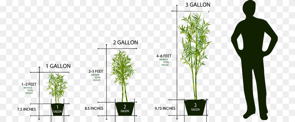 Artemide Tolomeo Micro Vs Mini, Chart, Plot, Adult, Plant Free Png Download