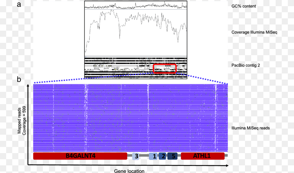 Artemis Coverage And Stack View Of Illumina Miseq Reads, Chart, Plot Png