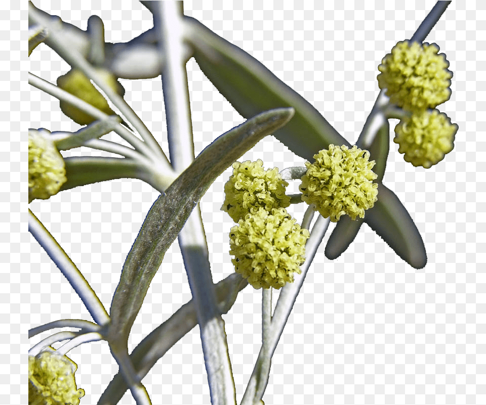 Artemisia Flowers File Anthurium, Apiaceae, Flower, Plant, Pollen Png Image