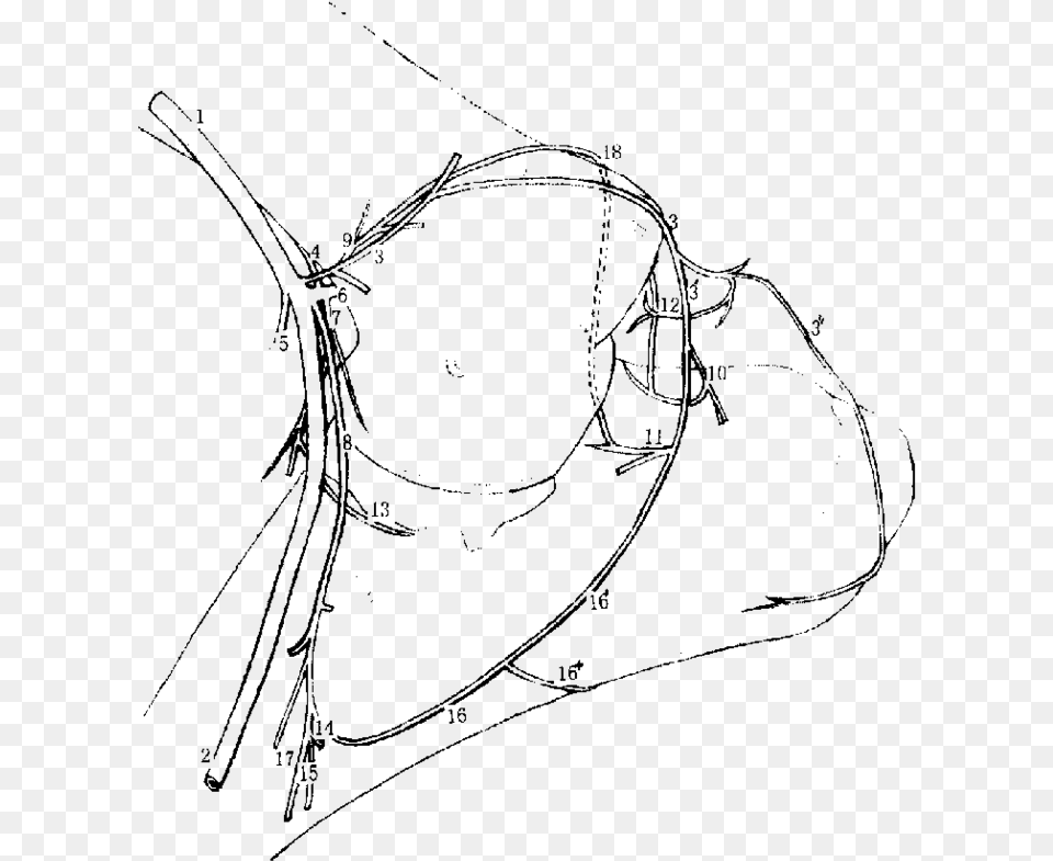 Arterial Blood Supply To The Right Cubital Joint Of Line Art, Gray Free Png