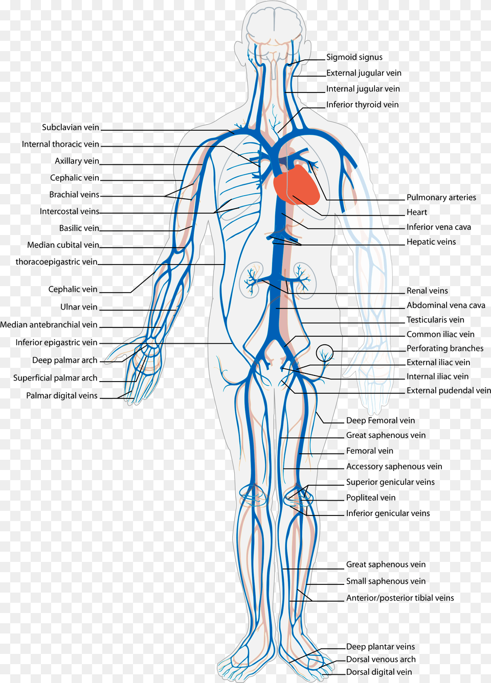 Arteries And Veins, Adult, Male, Man, Person Png