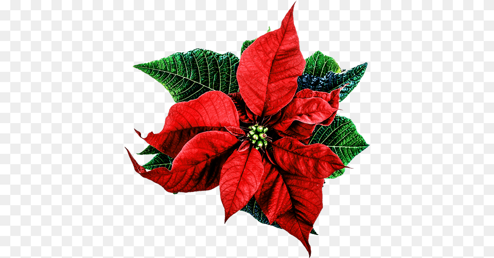 Artesanato Christmasflowerpng Graphic Black Christmas Flower, Leaf, Petal, Plant Free Png