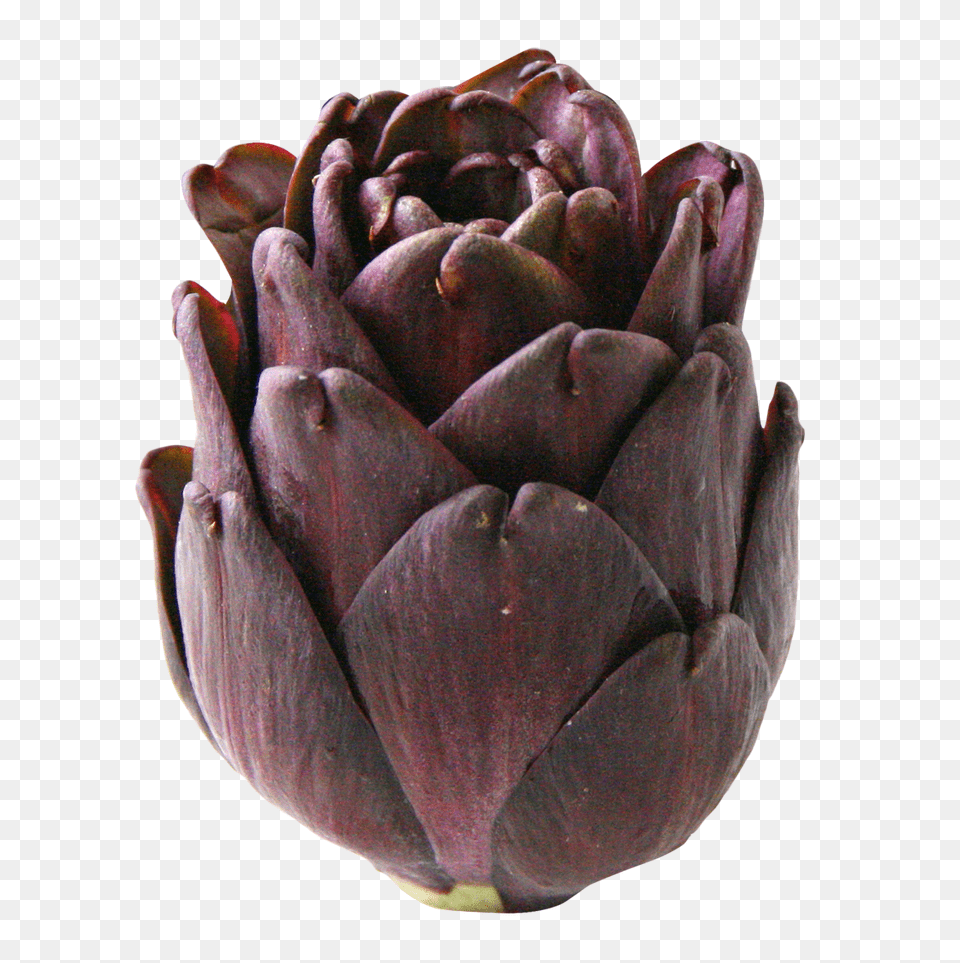 Artichoke, Food, Produce, Flower, Plant Free Transparent Png