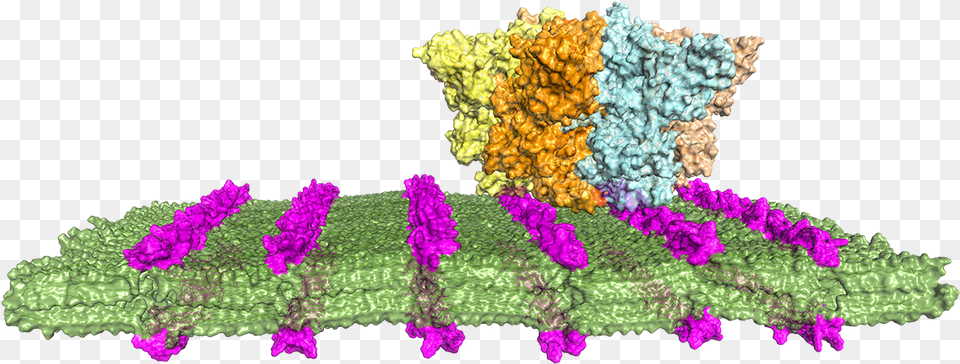 Artificial Antibodies Could Target Vertical, Accessories, Plant, Pattern, Flower Png