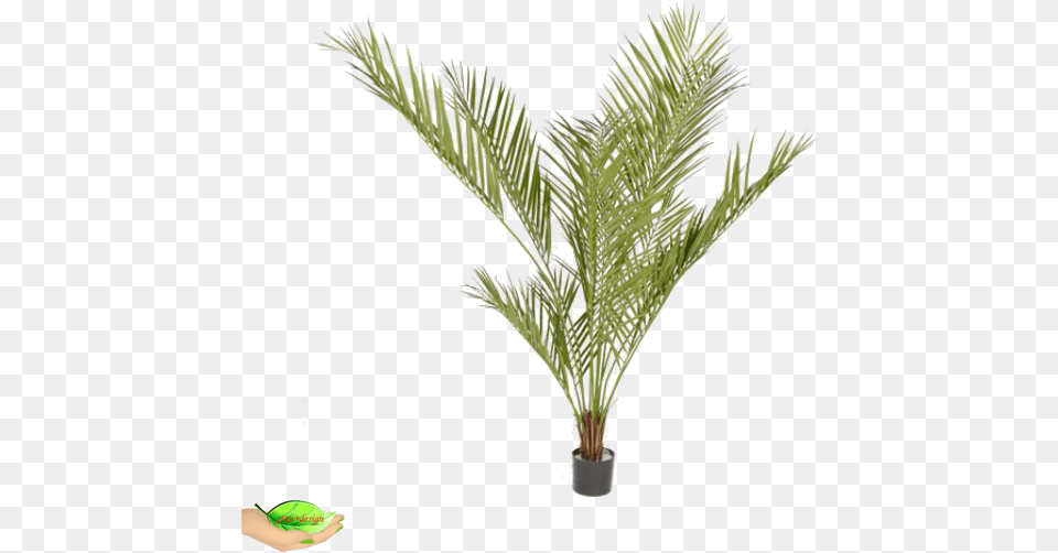 Artificial Areca Palm Daisy, Leaf, Palm Tree, Plant, Tree Png