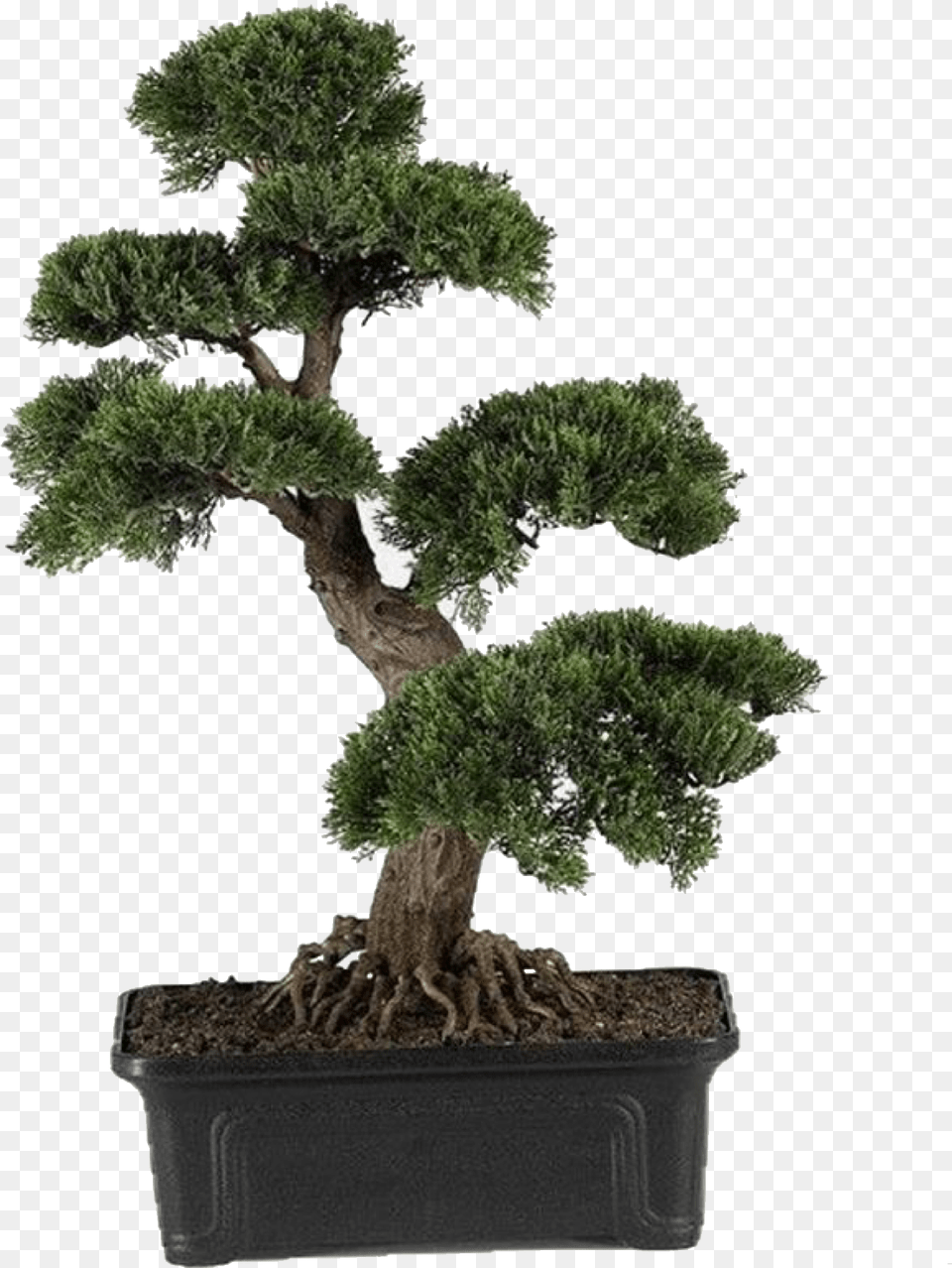 Artificial Bonsai Tree Large, Plant, Potted Plant, Conifer Png Image