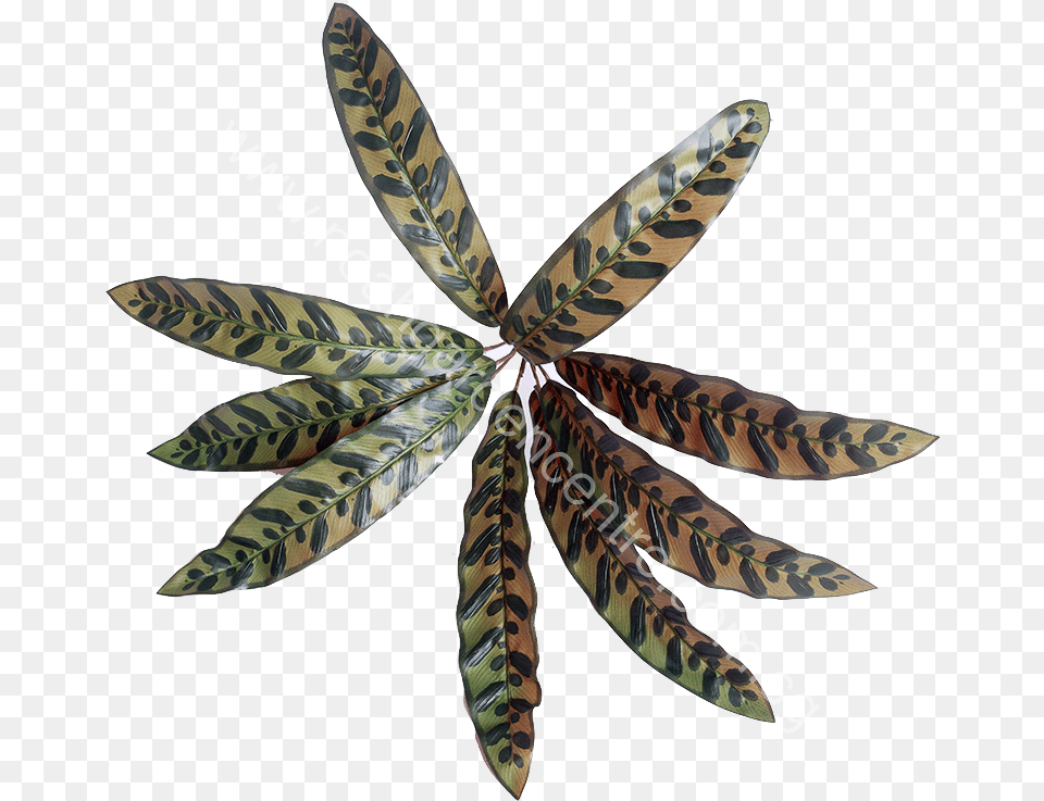 Artificial Calathea Peacock White Pine, Plant, Leaf, Tree, Animal Free Png Download