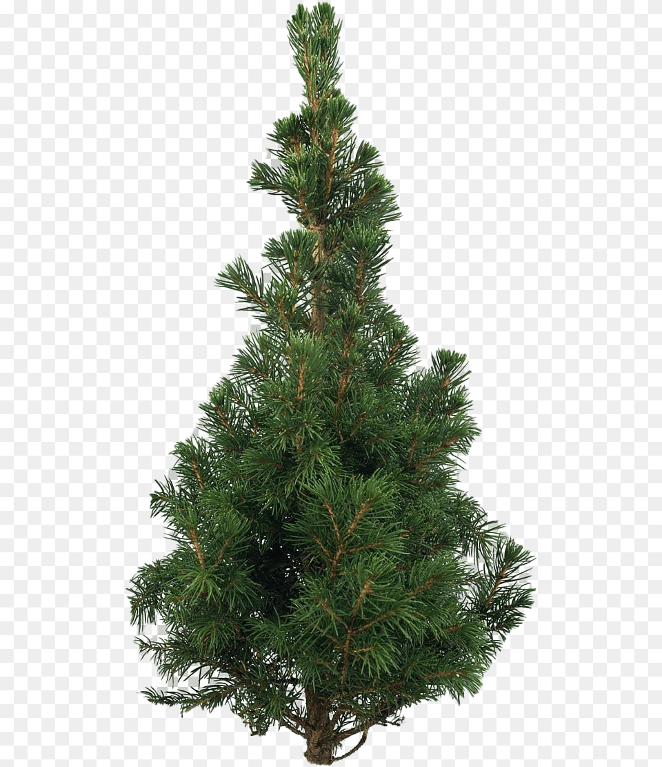 Artificial Christmas Tree Pic Mart Christmas Tree Pine, Conifer, Plant, Fir Free Png Download