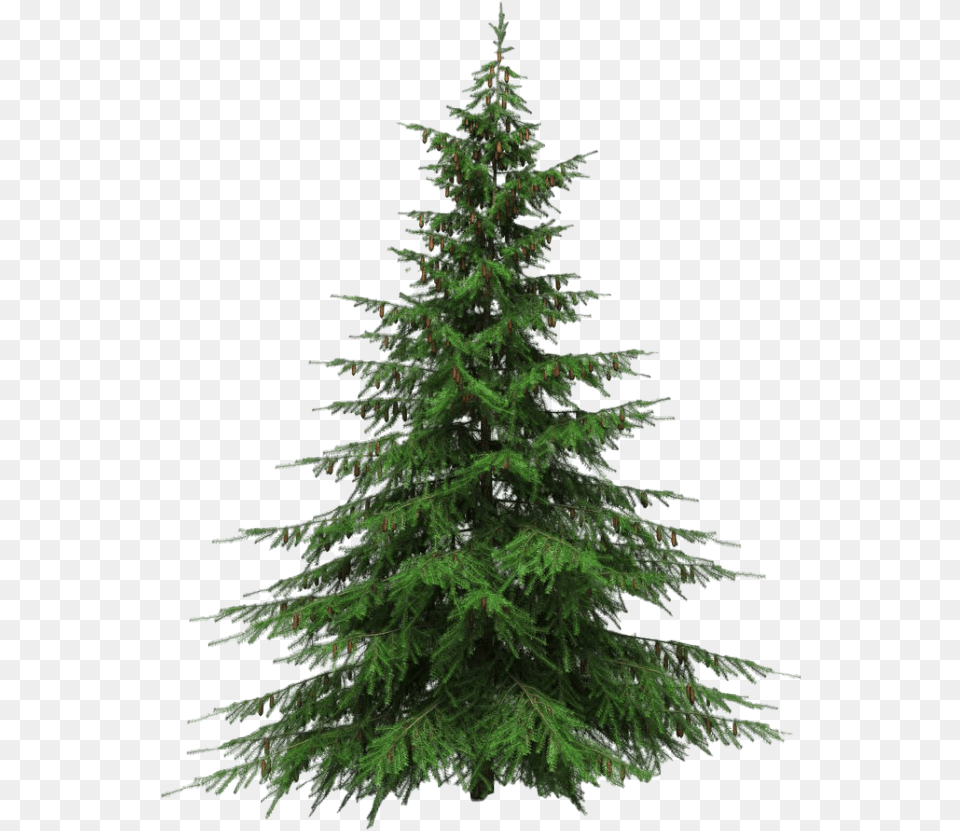 Artificial Christmas Tree Picture Real Christmas Tree Background, Fir, Pine, Plant, Conifer Free Transparent Png
