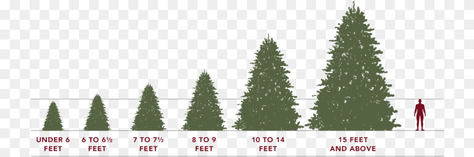 Artificial Christmas Tree Sizes Christmas Tree, Fir, Plant, Pine, Person Png