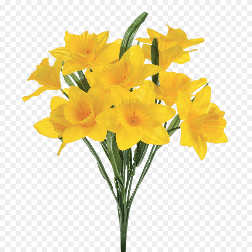 Artificial Daffodils, Daffodil, Flower, Plant Png