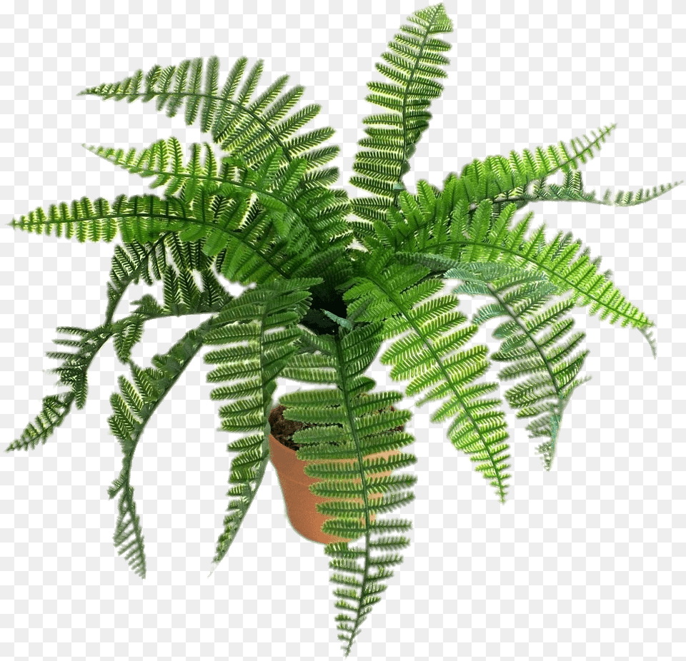 Artificial Fern Helechos Dibujo, Plant Png Image