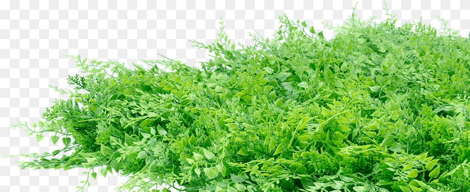 Artificial Fern Mat Natra Hedge Fern, Herbal, Herbs, Parsley, Plant Png