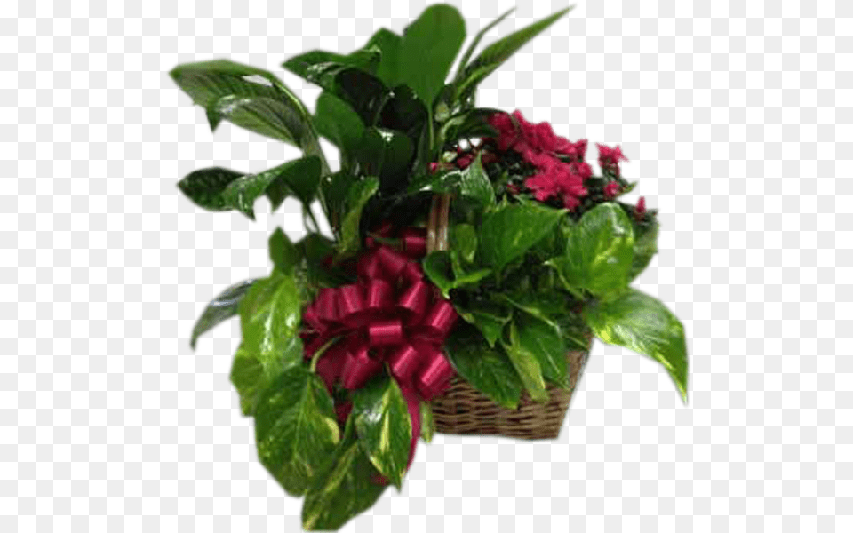Artificial Flower, Pottery, Potted Plant, Planter, Plant Free Png