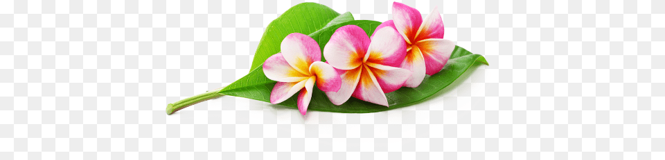 Artificial Flower, Flower Arrangement, Leaf, Petal, Plant Free Png Download