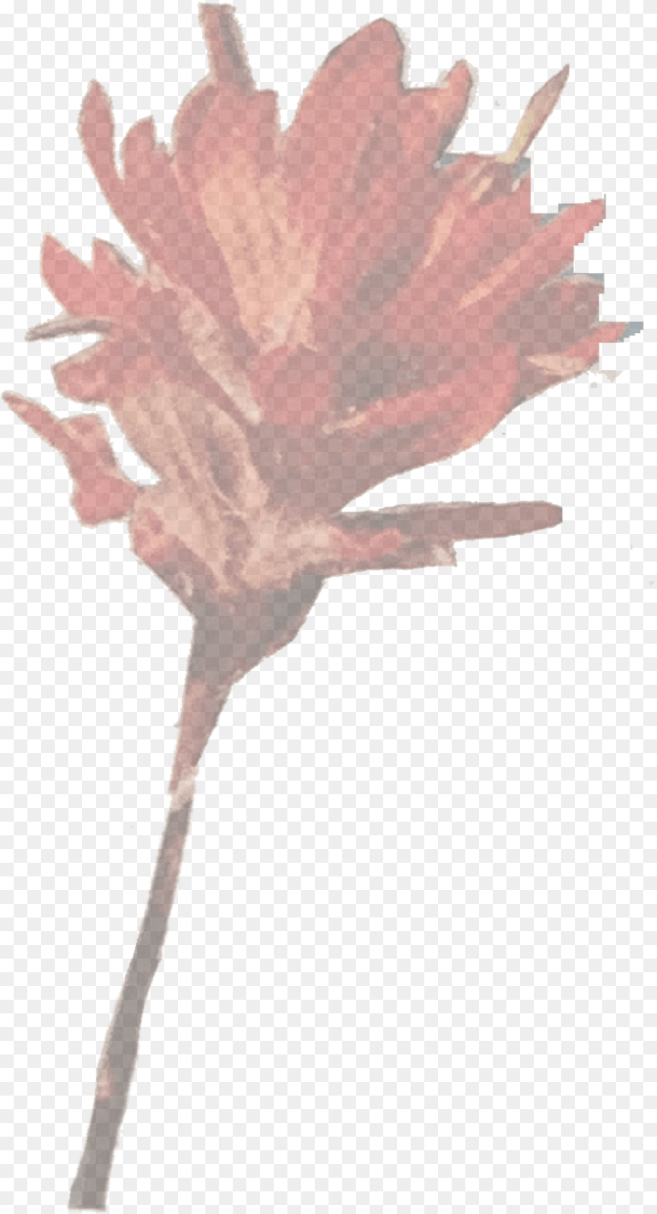 Artificial Flower, Leaf, Plant, Tree, Petal Png Image