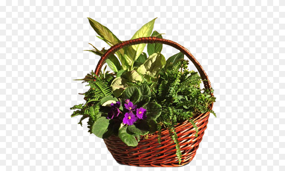 Artificial Flower, Basket, Potted Plant, Plant, Flower Arrangement Free Png