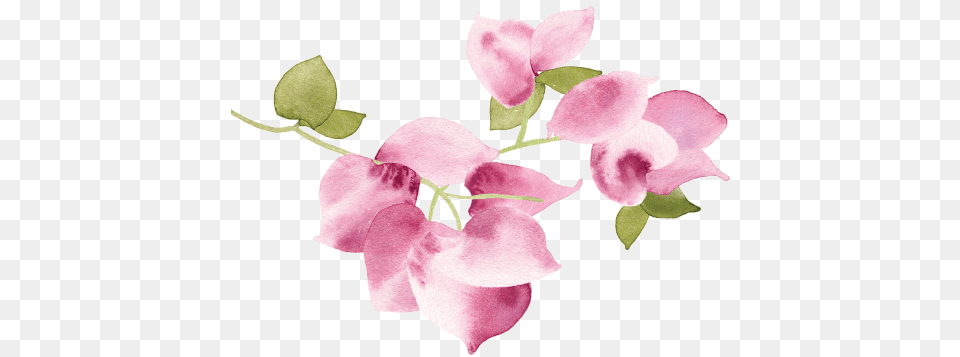 Artificial Flower, Petal, Plant, Orchid, Qr Code Free Png Download