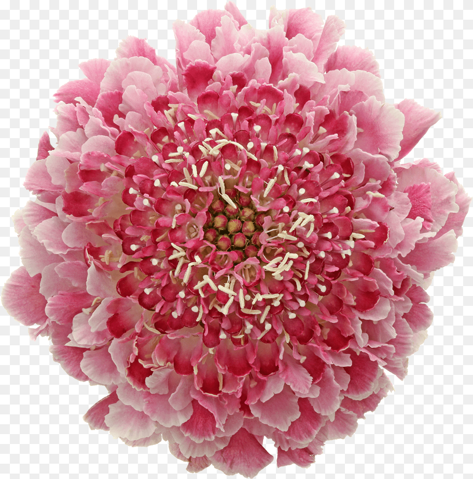 Artificial Flower, Dahlia, Petal, Plant, Carnation Free Png Download