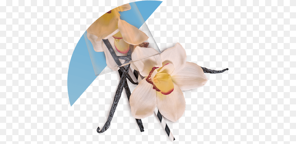 Artificial Flower, Flower Bouquet, Plant, Flower Arrangement, Petal Png