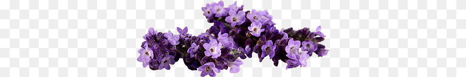 Artificial Flower, Lavender, Plant, Geranium Free Png