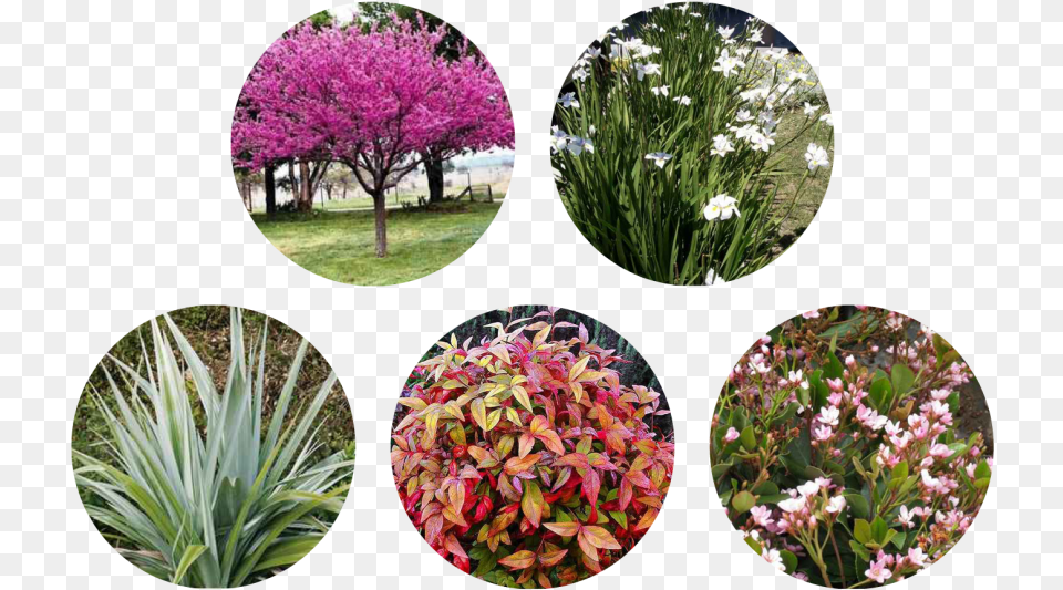 Artificial Flower, Vegetation, Plant, Petal, Outdoors Free Png