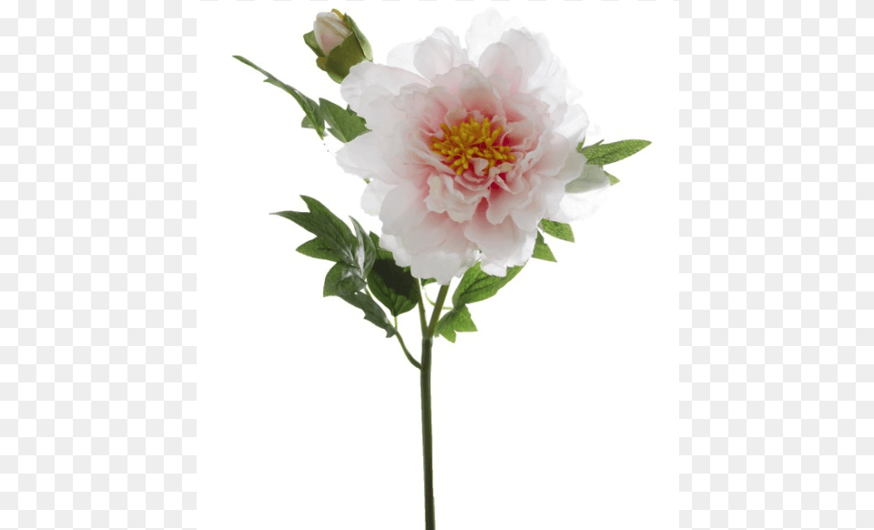 Artificial Flower, Dahlia, Plant, Rose, Peony Png