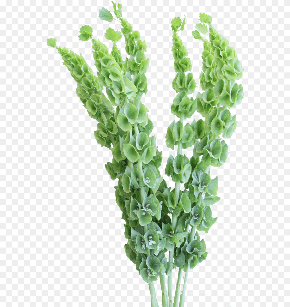 Artificial Flower, Plant Png