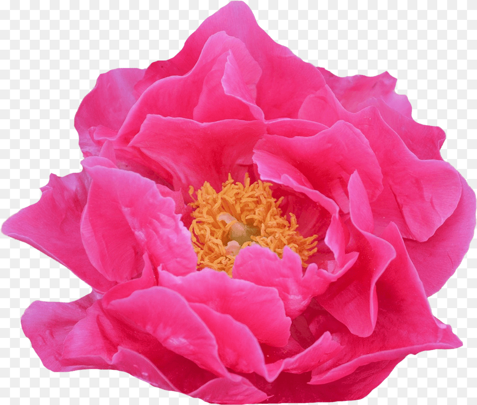 Artificial Flower, Petal, Plant, Rose, Peony Free Transparent Png