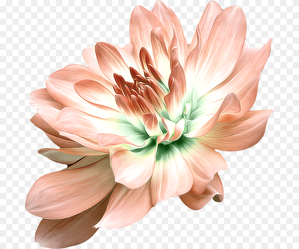 Artificial Flower, Dahlia, Plant, Rose, Petal Free Png