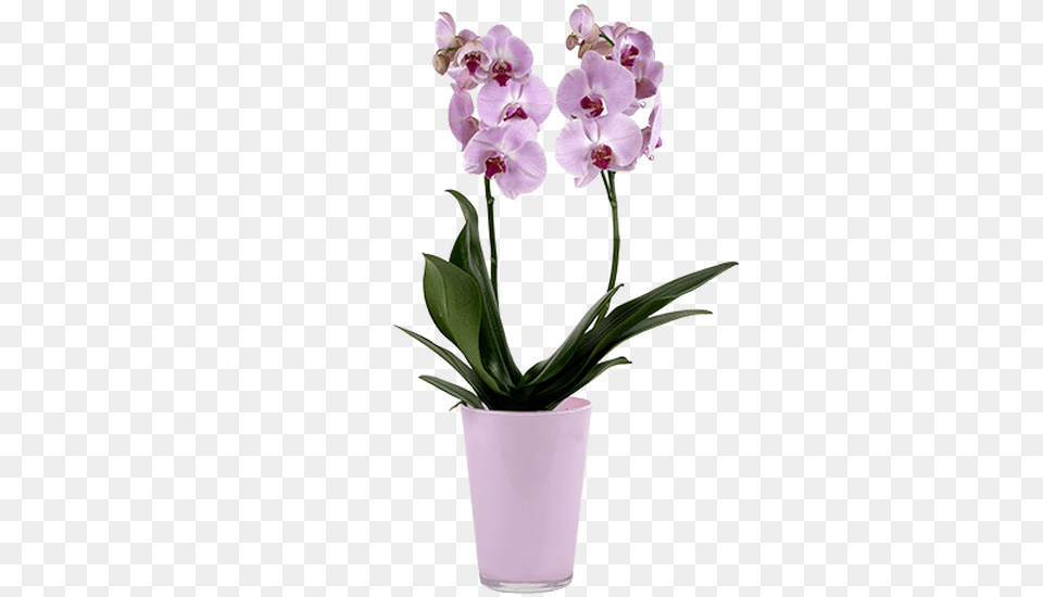 Artificial Flower, Flower Arrangement, Plant, Orchid, Geranium Free Png