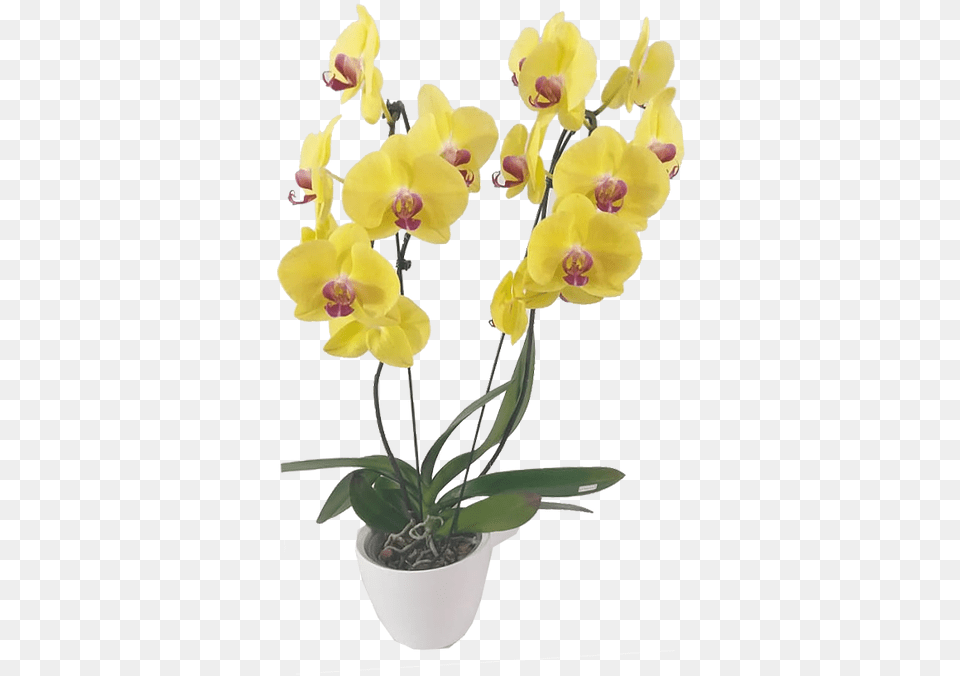 Artificial Flower, Orchid, Plant, Flower Arrangement Free Png