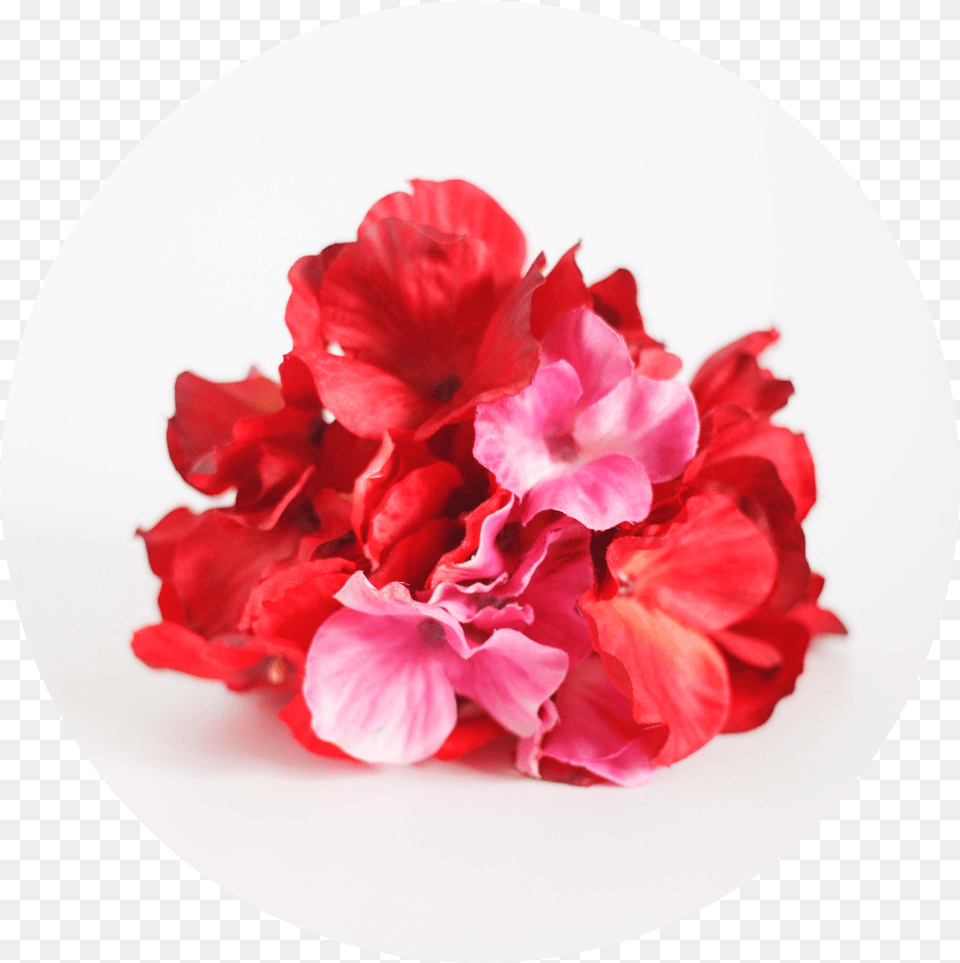 Artificial Flower, Geranium, Petal, Plant, Plate Png