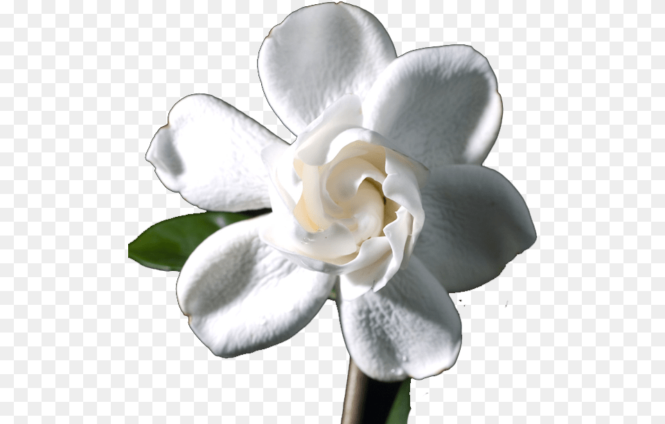 Artificial Flower, Petal, Plant, Rose Free Transparent Png