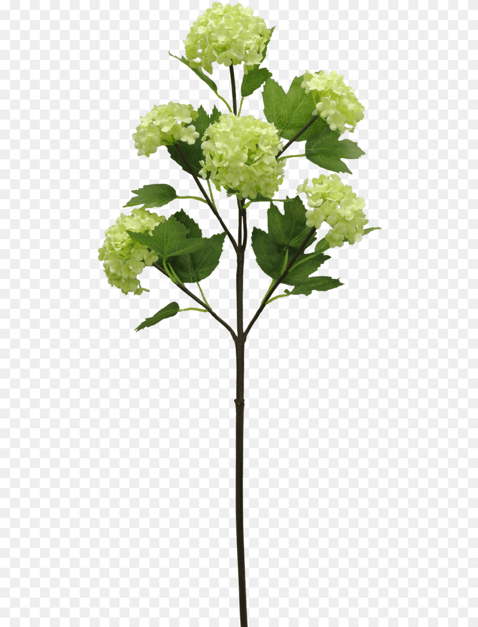 Artificial Flower, Leaf, Plant, Flower Arrangement, Apiaceae Png Image